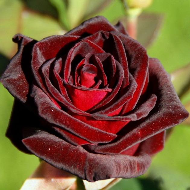 Блэк баккара (Black Baccara) в Ставрополе