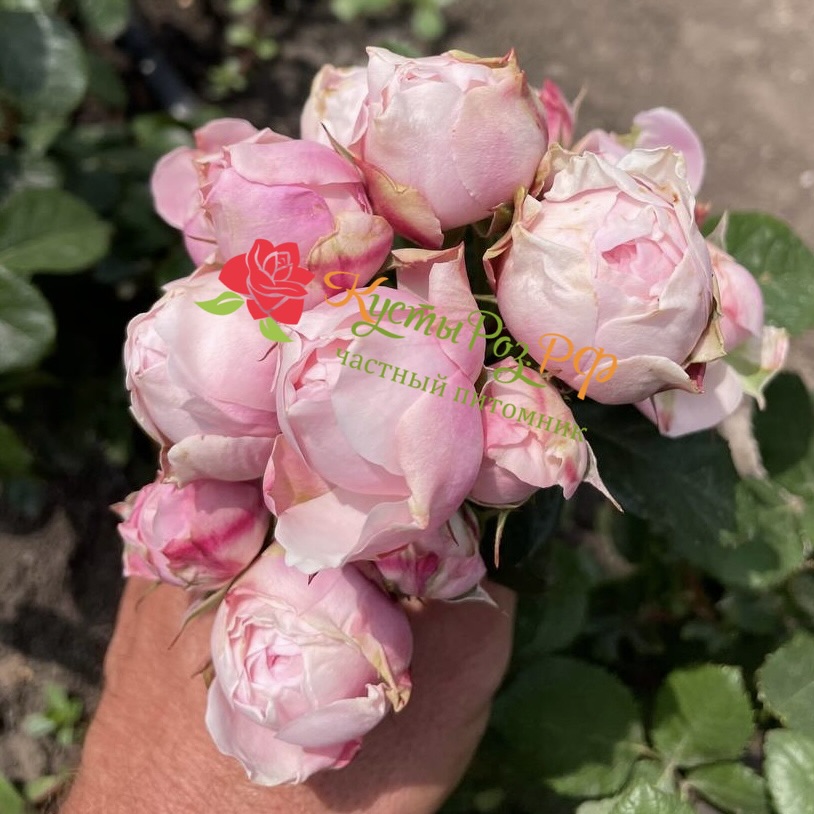 Сильва Пинк (SILVA PINK) в Ставрополе